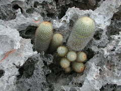 Mammillaria columbiana yucatanensis
