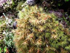 Bartramia mossmaniana