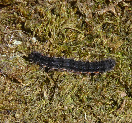 Common Footman, Trentino-Alto Adige, IT, photo 9 of 10