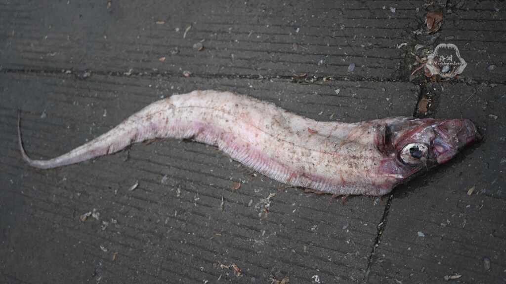 Slanke lintvis (Trachipterus ishikawae) — Trachipteridae