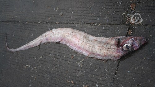 Slender ribbonfish (Trachipterus ishikawae) — Trachipteridae