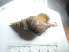 Aulacofusus brevicauda