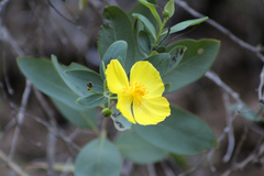 Dendromecon harfordii