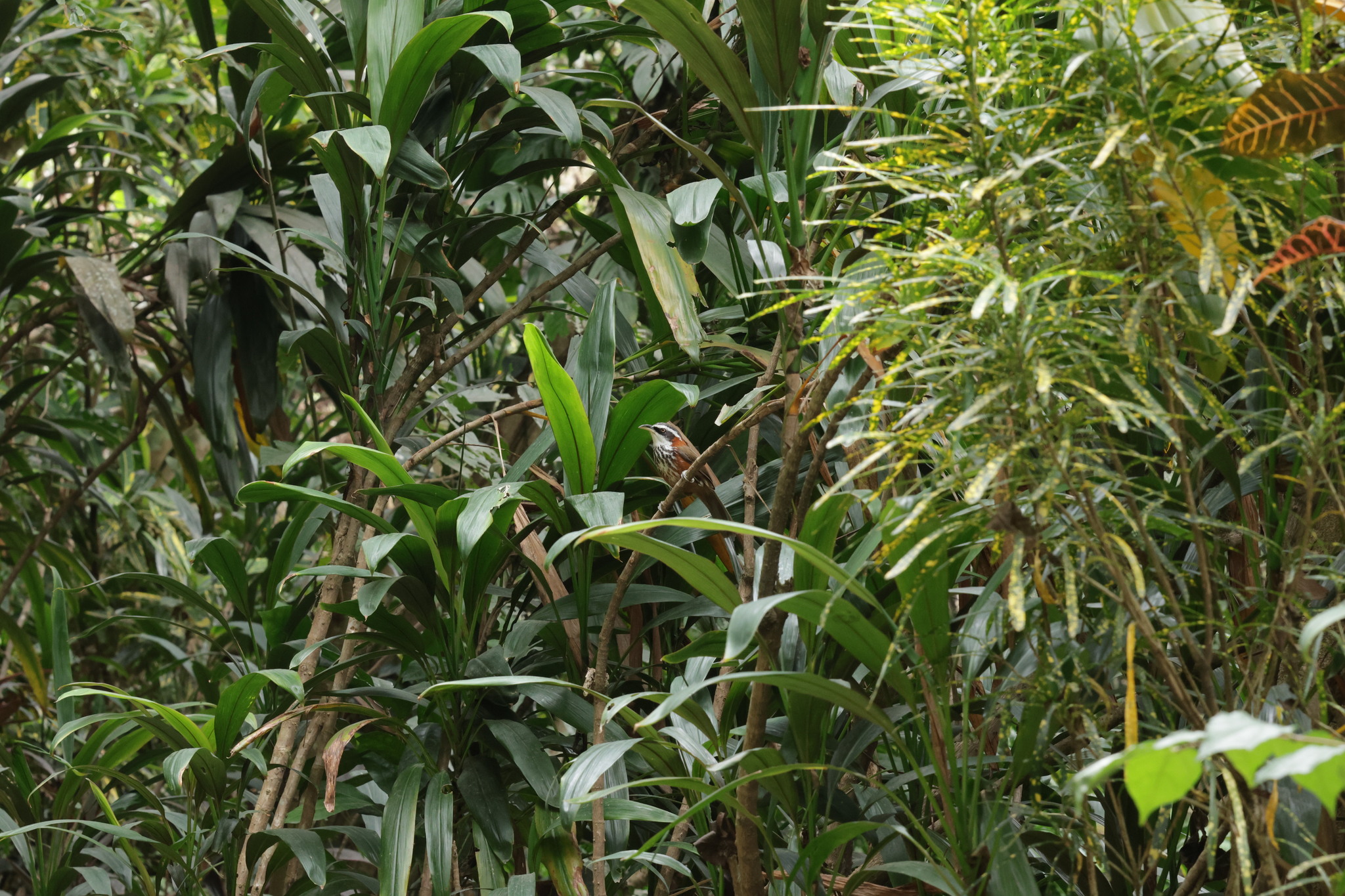 Taiwan Scimitar Babbler (Pomatorhinus musicus), photo 1