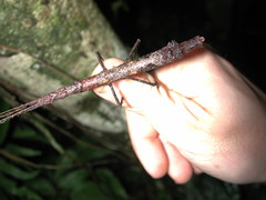 Hypocyrtus ornatissimus