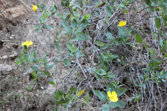 Dendromecon harfordii