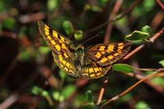 Lycaena enysii