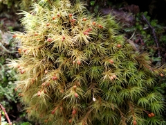 Bartramia mossmaniana