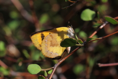 Lycaena enysii