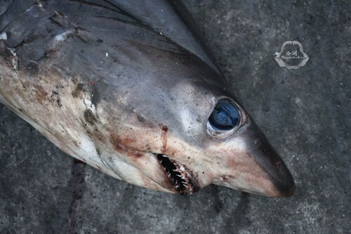 Bigeye thresher (Alopias superciliosus) — Alopiidae