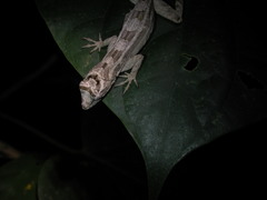 Anolis bicaorum