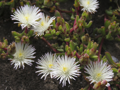 Mesembryanthemum paulum