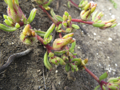 Mesembryanthemum paulum