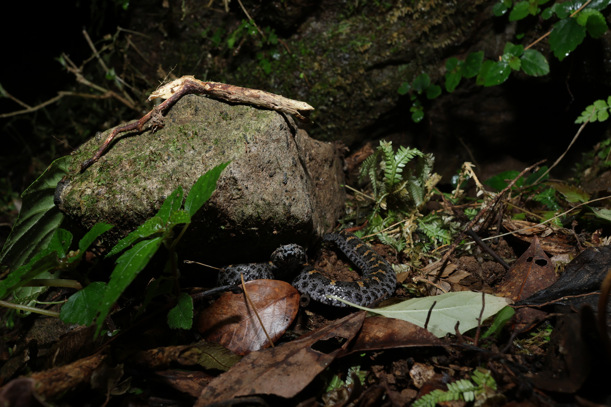 Ovophis anitae