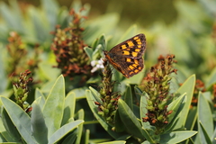 Lycaena enysii