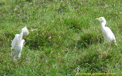 Bubulcus ibis