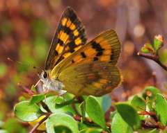 Lycaena enysii