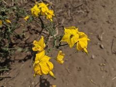 Solanum corneliomulleri