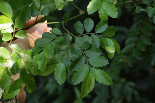 Ventilago elegans, photograph 4