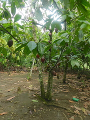 Theobroma cacao