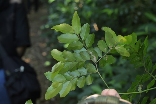 Ventilago elegans, photograph 5
