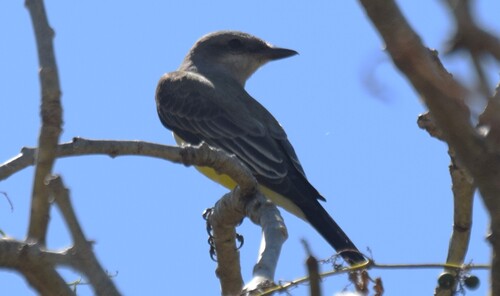 Western Kingbird