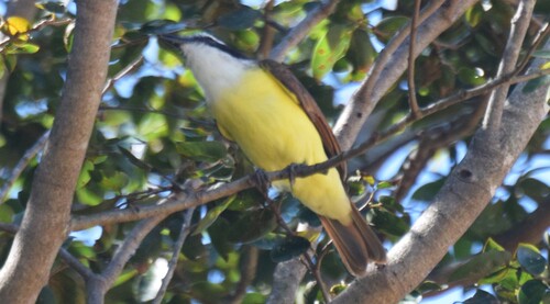 Great Kiskadee