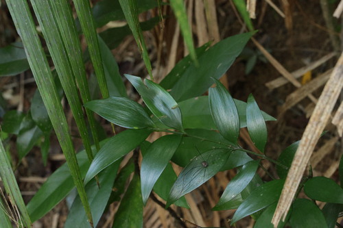 Asian Bayberry (Nageia nagi)