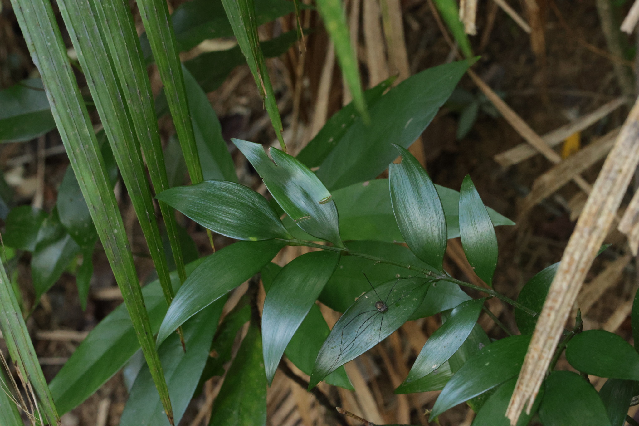Asian Bayberry (Nageia nagi)