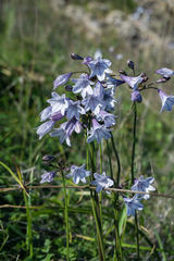 Triteleia clementina