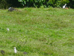 Bubulcus ibis