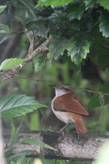 Furnarius leucopus cinnamomeus