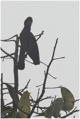 Cephalopterus penduliger