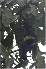 Cephalopterus penduliger