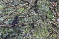 Cephalopterus penduliger