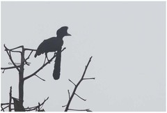 Cephalopterus penduliger