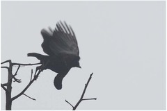 Cephalopterus penduliger