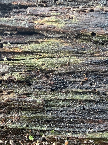 Lophium, 2026-02-11