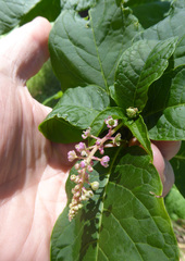 Phytolacca americana