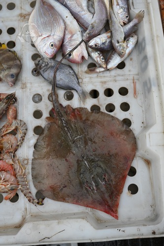 Pale-edged stingray (Telatrygon zugei) — Dasyatidae