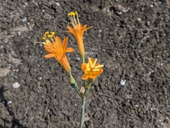 Stenomesson flavum