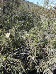 Chamaebatia australis