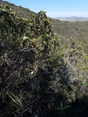 Chamaebatia australis