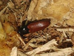 Ampedus