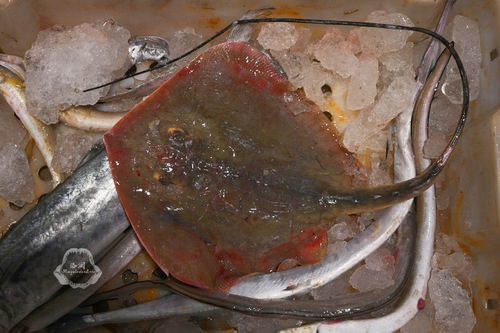 Brown stingray (Hemitrygon akajei) — Dasyatidae