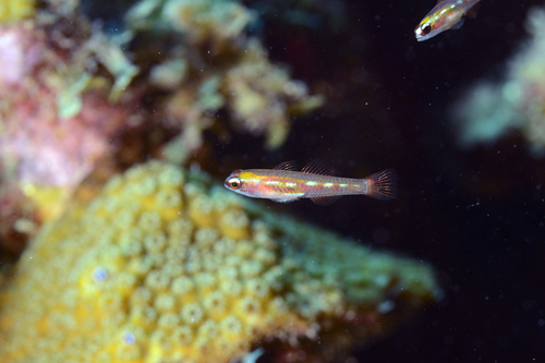 Glass goby (Coryphopterus hyalinus) — Gobiidae — 2