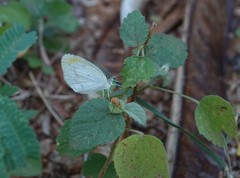 Eurema lucina