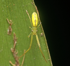 Miagrammopes flavus
