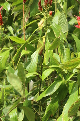 Aphelandra sinclairiana