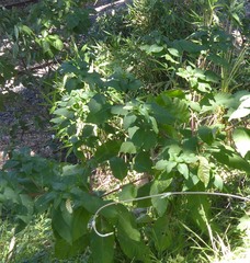 Phytolacca americana